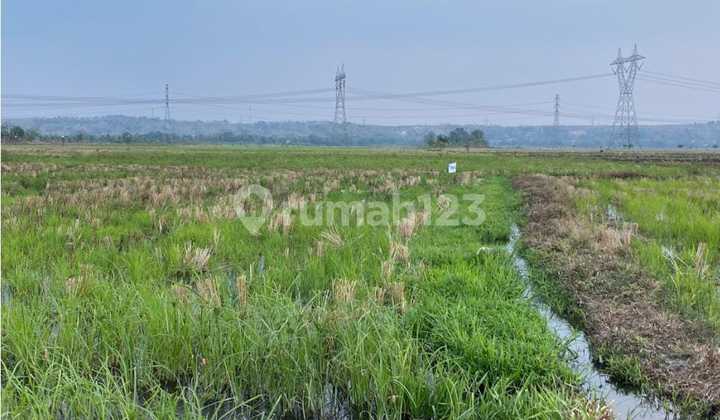 Tanah Murah di Daerah Tanggungharjo, Grobogan
