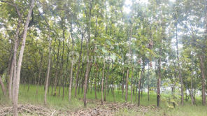 Tanah Murah di Daerah Tawangharjo, Grobogan