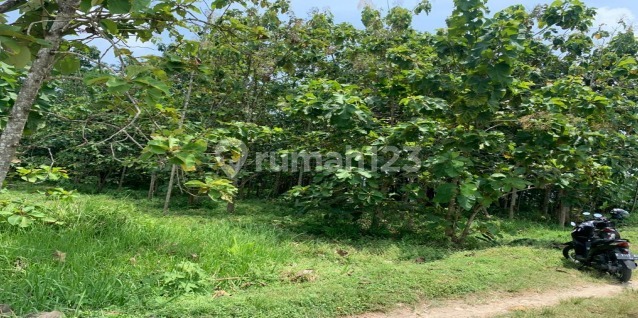 Tanah Murah di Daerah Penawangan, Grobogan