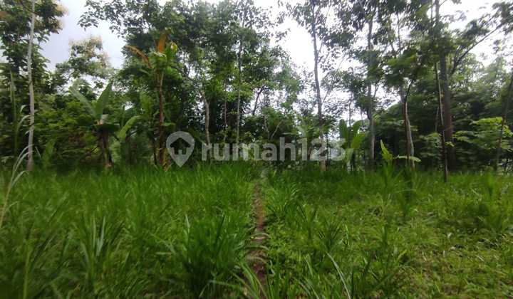 Tanah Murah di Daerah Lumbang, Probolinggo