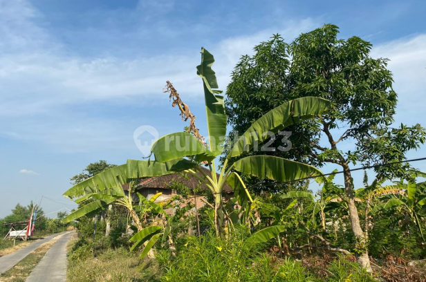 Tanah Murah di Daerah Grobogan, Grobogan
