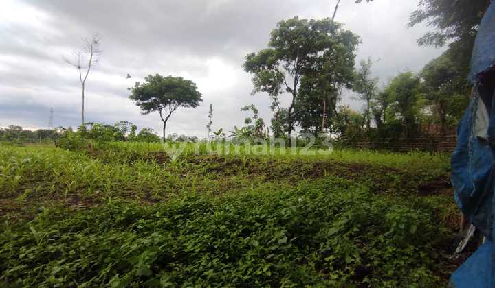 Tanah Murah di Daerah Maron, Probolinggo