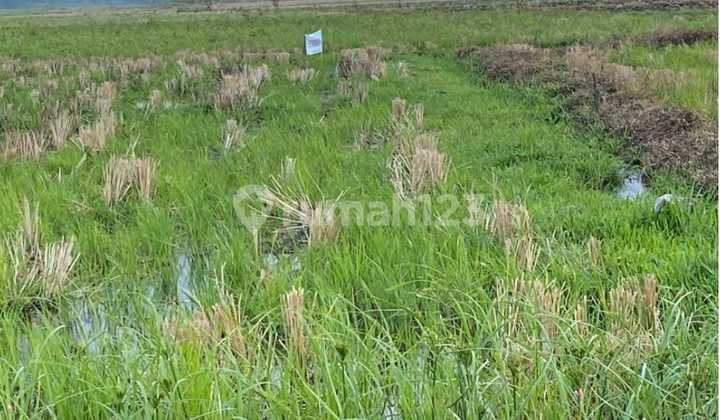 Tanah Murah di Daerah Tanggungharjo, Grobogan