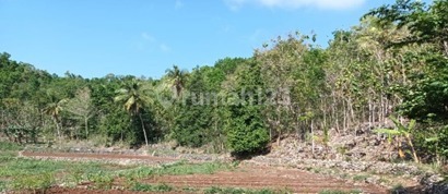 Tanah Murah di Daerah Purwosari, Gunung Kidul Tanah Murah di Daerah Purwosari, Gunung Kidul