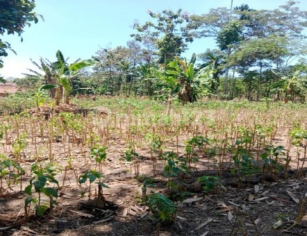 Tanah Murah di Daerah Kunir, Lumajang