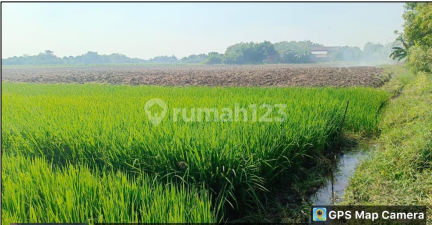 Cheap Land in Tarik Area, Sidoarjo Cheap Land in Tarik Area, Sidoarjo