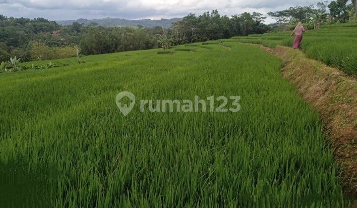 Tanah Murah di Daerah Alian, Kebumen