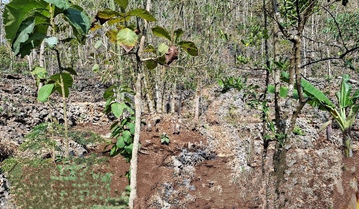 Tanah Murah di Daerah Tepus, Gunung Kidul