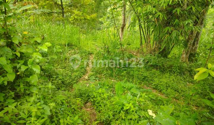 Tanah Murah di Daerah Lumbang, Probolinggo