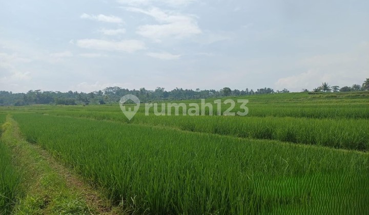 Cheap Land in the Secang Area, Magelang Cheap Land in the Secang Area, Magelang