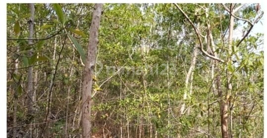 Tanah Murah di Daerah Purwosari, Gunung Kidul Tanah Murah di Daerah Purwosari, Gunung Kidul