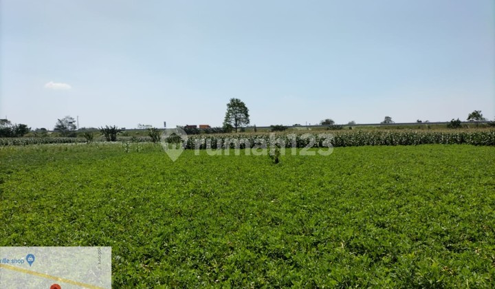 Tanah Murah di Daerah Wonomerto, Probolinggo