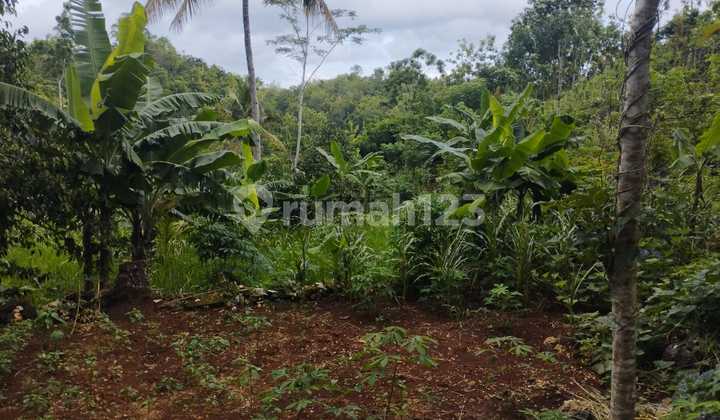 Tanah Murah di Daerah Panggang, Gunung Kidul