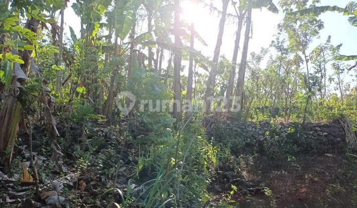 Tanah Murah di Daerah Purwosari, Gunung Kidul Tanah Murah di Daerah Purwosari, Gunung Kidul