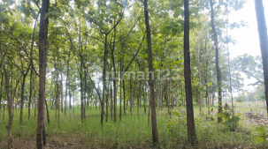 Tanah Murah di Daerah Tawangharjo, Grobogan