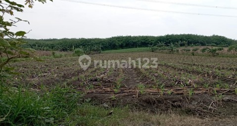 Tanah Murah di Daerah Tanggungharjo, Grobogan