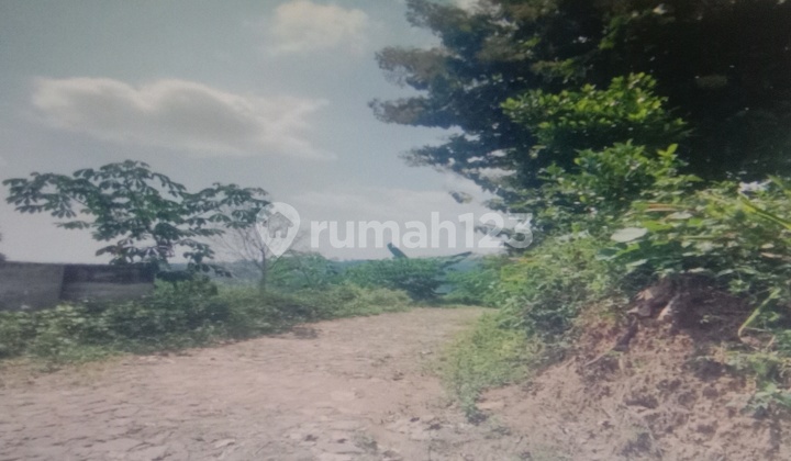 Cheap Land in Dagangan Area, Madiun Cheap Land in Dagangan Area, Madiun