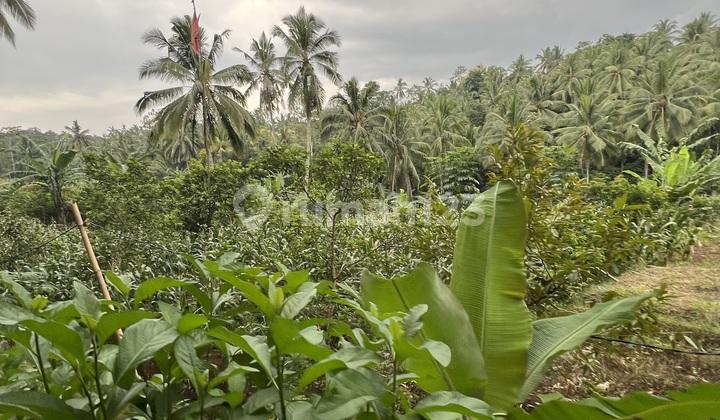 Tanah Murah di Daerah Songgon, Banyuwangi
