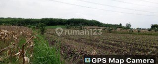 Tanah Murah di Daerah Tanggungharjo, Grobogan