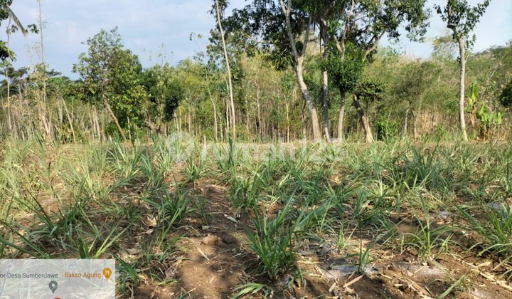 Tanah Murah di Daerah Maron, Probolinggo