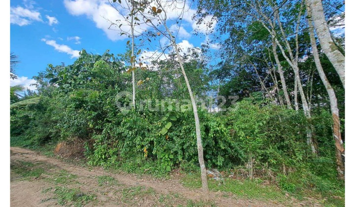 Tanah Murah di Daerah Sembawa, Banyuasin