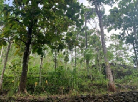 Tanah Murah di Daerah Donorojo, Pacitan