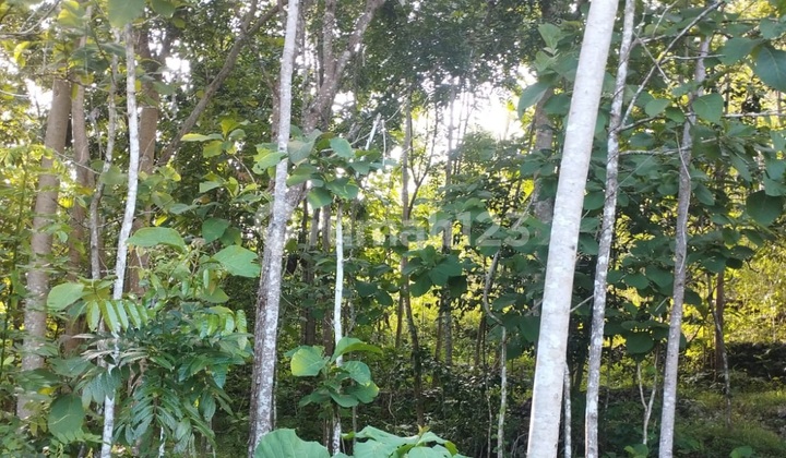 Tanah Murah di Daerah Purwosari, Gunung Kidul