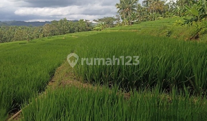 Tanah Murah di Daerah Alian, Kebumen
