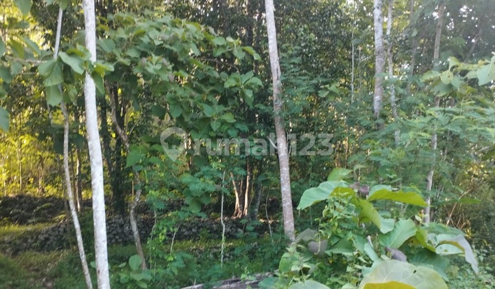 Tanah Murah di Daerah Purwosari, Gunung Kidul