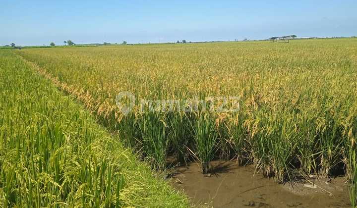 Tanah Murah di Daerah Mangaran, Situbondo