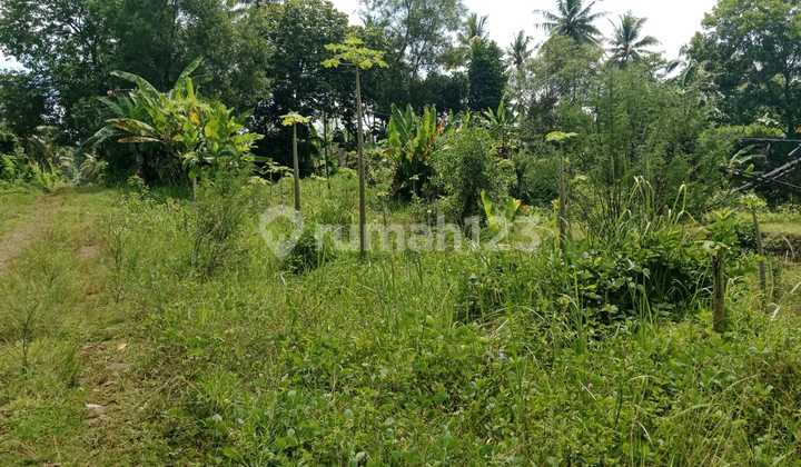 Cheap Land in Batanghari Area, East Lampung