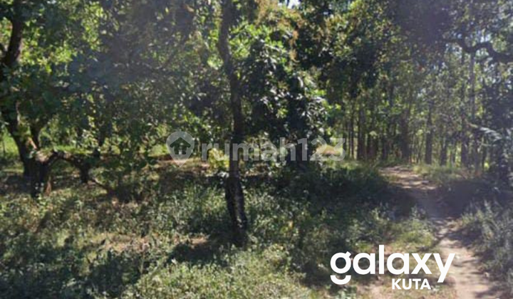 DIJUAL TANAH KEBUN DI KUBUTAMBAHAN SINGARAJA BULELENG - BALI 