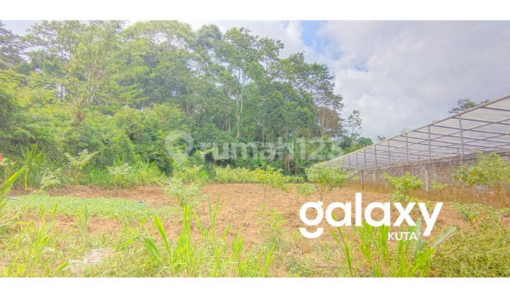 LAND FOR SALE IN BATURITI BEDUGUL TABANAN - BALI LAND FOR SALE IN BATURITI BEDUGUL TABANAN - BALI