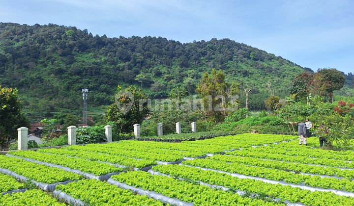 Dijual Tanah Kebun di Cibodas Lembang Bandung