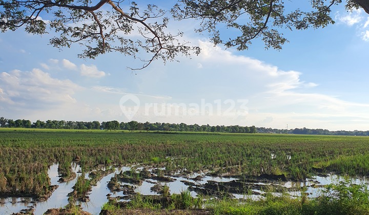 Tanah SHM Lokasi Strategis di Pekandangan, Indramayu 1