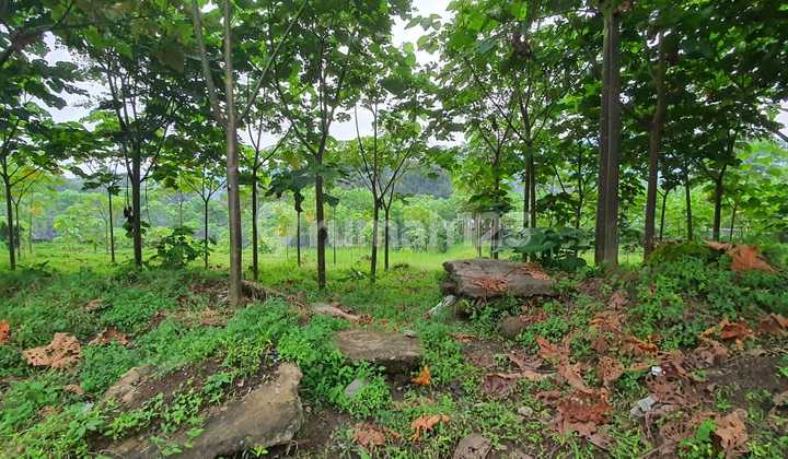 Land for Sale in Wonosobo, Central Java Land for Sale in Wonosobo, Central Java