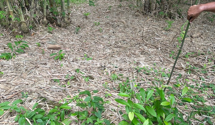 Di Jual Tanah Di Cisoka Balaraja Desa Salapajang Di Jual Tanah Di Cisoka Balaraja Desa Salapajang