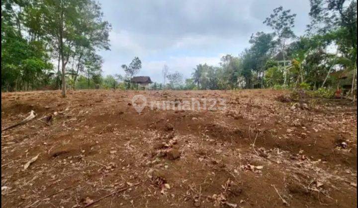 TANAH PEKARANGAN ISI POHON DURIAN MUSANGKING 2