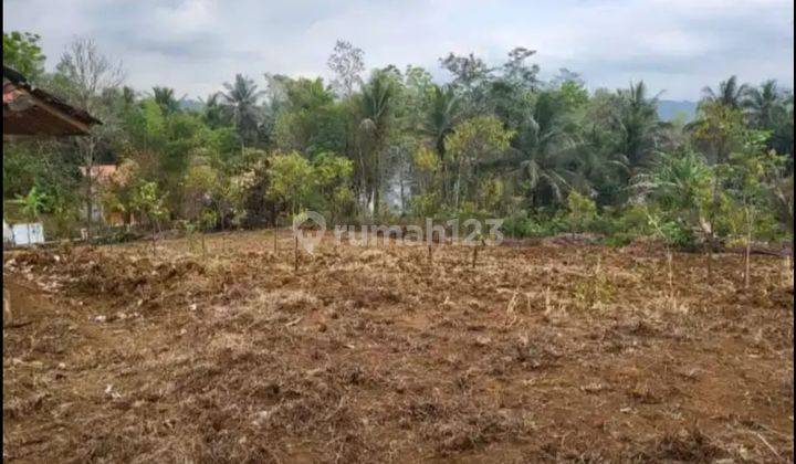 TANAH PEKARANGAN ISI POHON DURIAN MUSANGKING 1