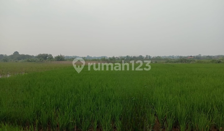 Quick Sale: Cibarusah Jaya Cikarang Rice Field Land
