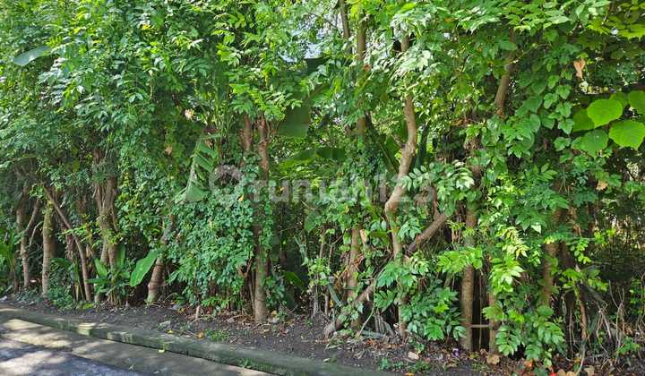 Tanah Kecil 250 M² Lingkungan Villa - Pererenan Canggu