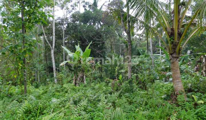 Tanah Kebun Luas 1,44 Hektar Di Tengkudak Penebel Tabanan