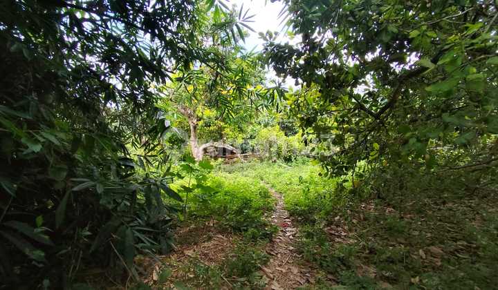 Tanah Penyabangan Singaraja