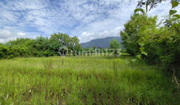 Tanah Penyabangan Singaraja