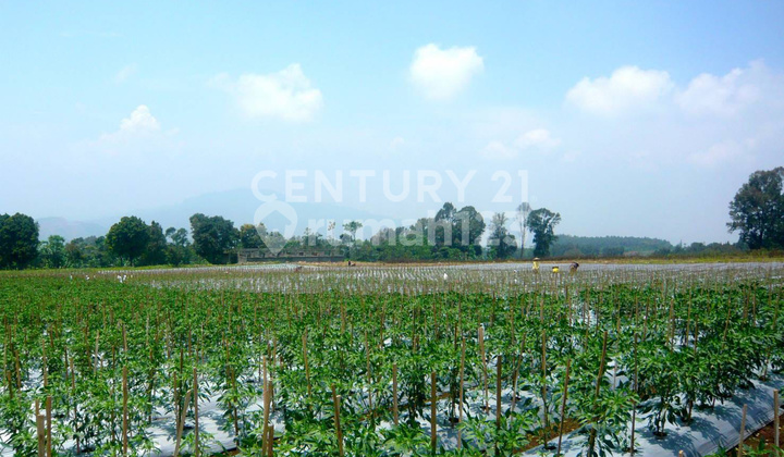 Productive Plantation Land in Kebon Peuteuy Cianjur