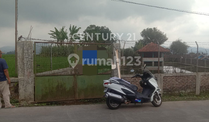Tanah Basah di Lebak Muncang ,Ciwidey ,Jawabarat Tanah Basah di Lebak Muncang ,Ciwidey ,Jawabarat