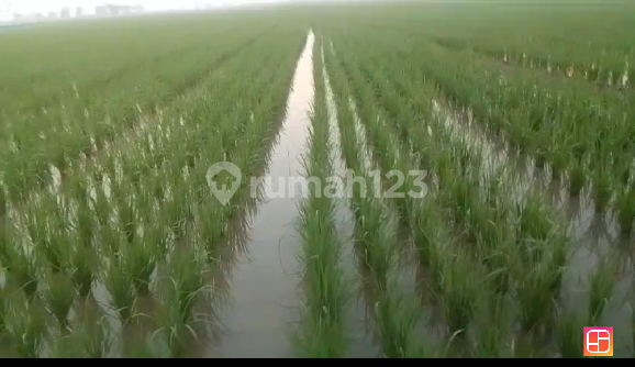Dijual Cepat 3 Kotak Sawah Dicikarang 