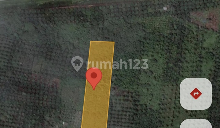 Tanah Di Sepaku Cocok Untuk Investasi Jangka Panjang Perkebunan