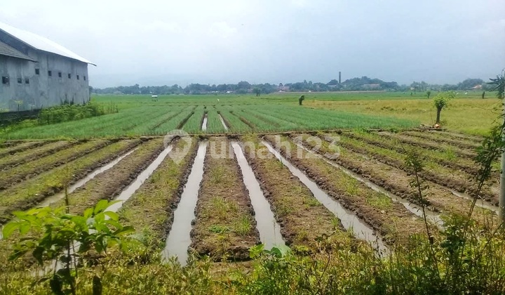 Dijual Tanah Di Jalan Raya Pantura Besuki - Situbondo Strategis