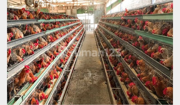 Dijual Tanah 11 Ha, Bonus Peternakan Ayam Telor Produktif Skala Besar